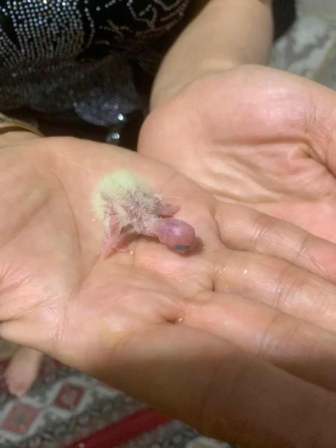 عروس هلندی|پرنده|قدس, شهرقدس|دیوار