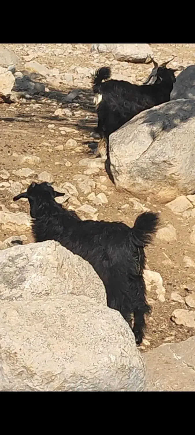 دو راس کهره رو هم 30کیلو|حیوانات مزرعه|کوهمره, |دیوار