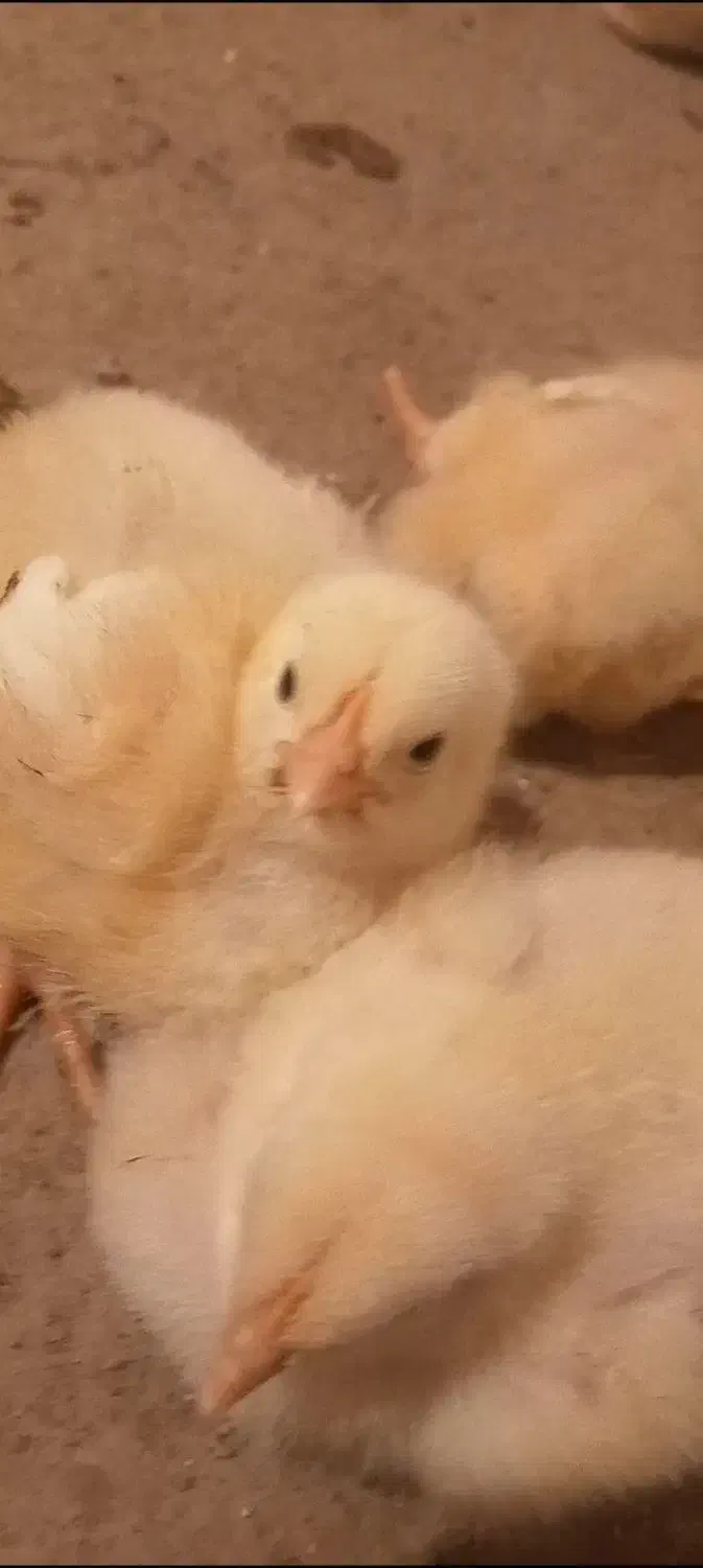 مرغ ارگانیک ا|حیوانات مزرعه|گلی داغ, |دیوار