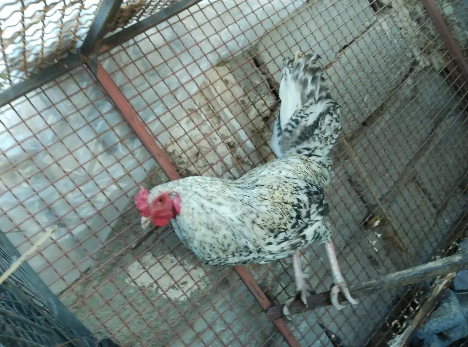 خروس محلی اصل معاوضه با ps2|حیوانات مزرعه|خاش, |دیوار