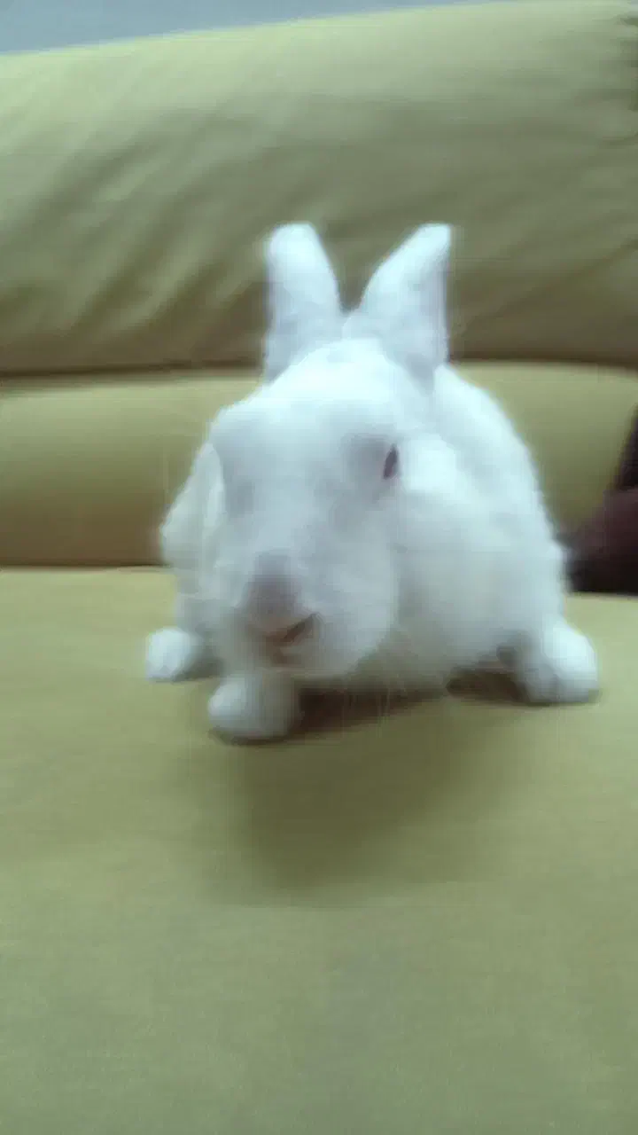 خرگوش|موش و خرگوش|آمل, |دیوار