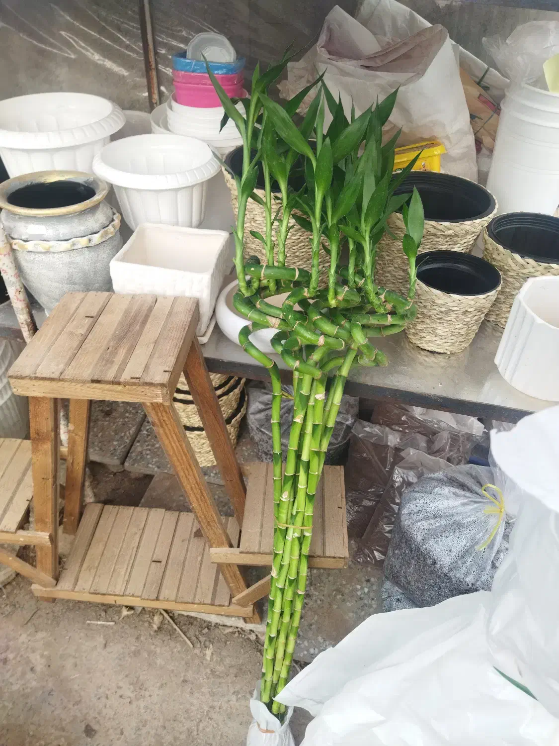 گل های آپارتمانی مناسب هدیه روز مادر|گل و گیاه طبیعی|مرودشت, محمد آباد|دیوار