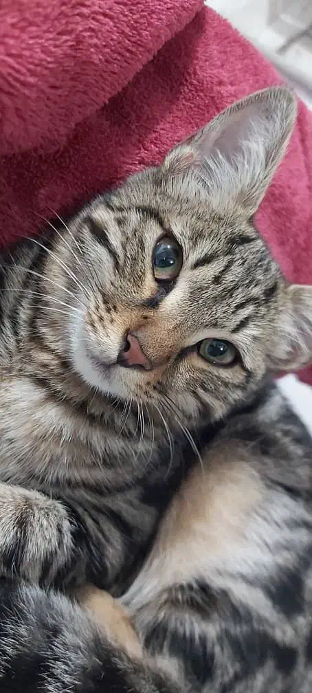 گربه پلنگی بسیار زیبا|گربه|رشت, چله خانه|دیوار