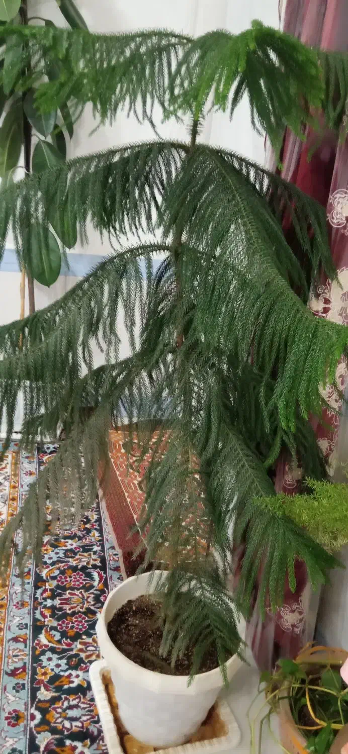 گل‌های آپارتمانی|گل و گیاه طبیعی|بناب, |دیوار