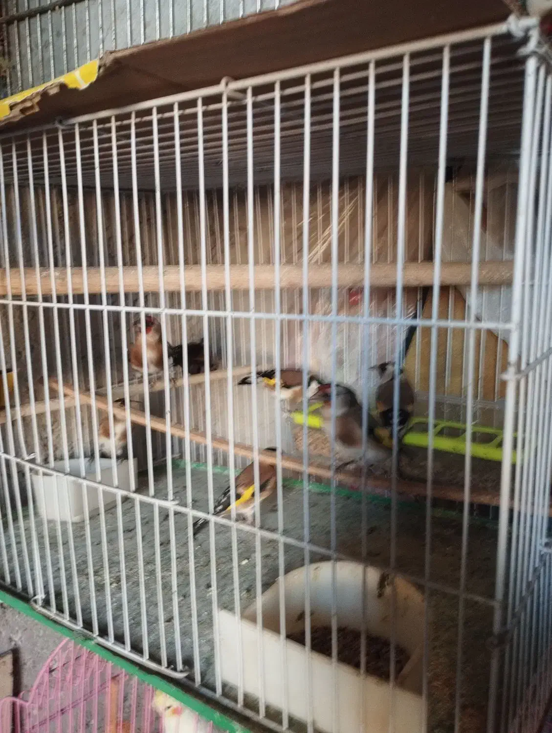 هفت تا سهره و دو تا سهره خاکی|پرنده|مشگین شهر, |دیوار