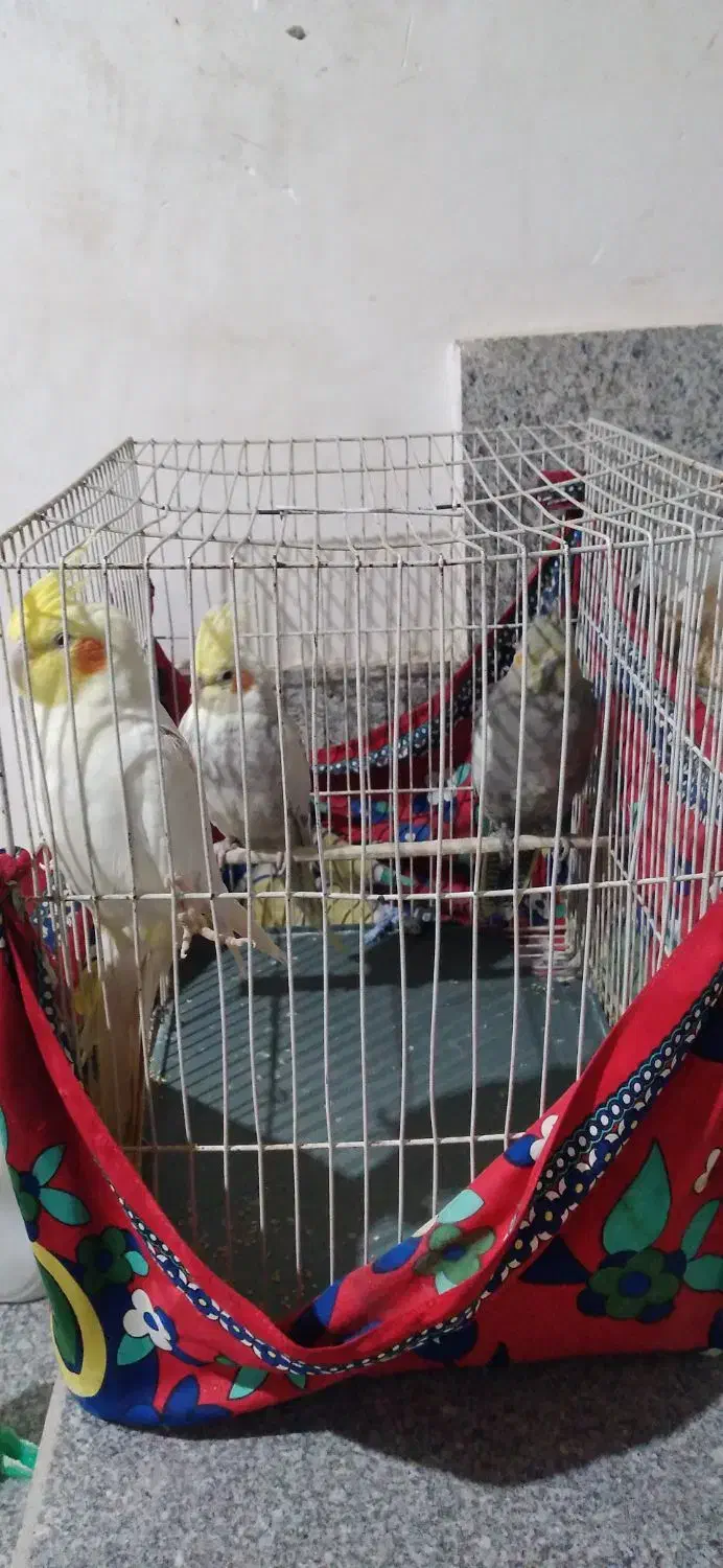 فروش  عروس هلندی|پرنده|مشهد, شهید احمدی روشن|دیوار