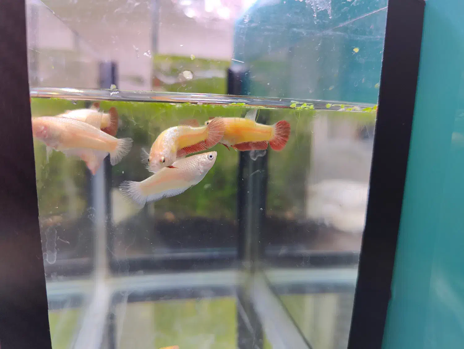 فایتر پلاکت|ماهی|تهران, تهرانسر شمالی|دیوار