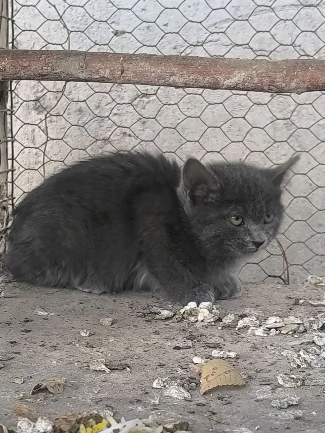 گربه خونگی|گربه|اصفهان, کارلادان|دیوار