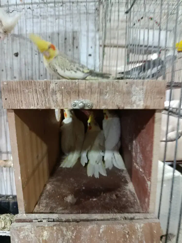 عروس هلندی ماده|پرنده|پردیس, شهرک صنعتی خرمدشت فاز ۷|دیوار