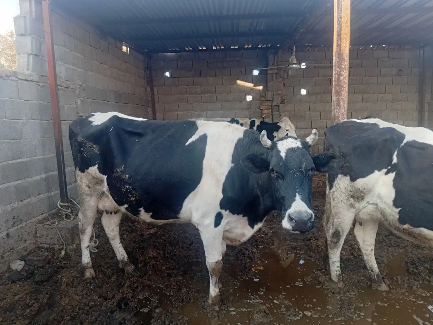 تلیسه|حیوانات مزرعه|سبزوار, کهنه آب|دیوار