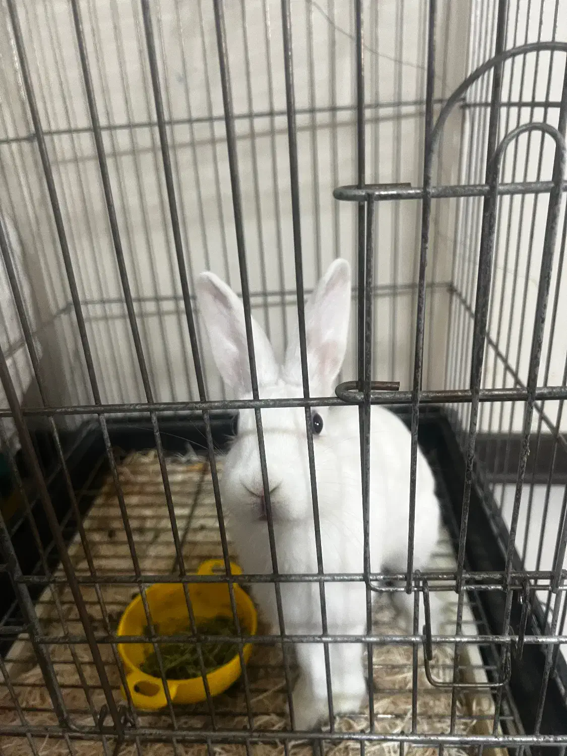 فروش یا معاوضه خرگوش با مرغ عشق|موش و خرگوش|کرج, کرج نو|دیوار