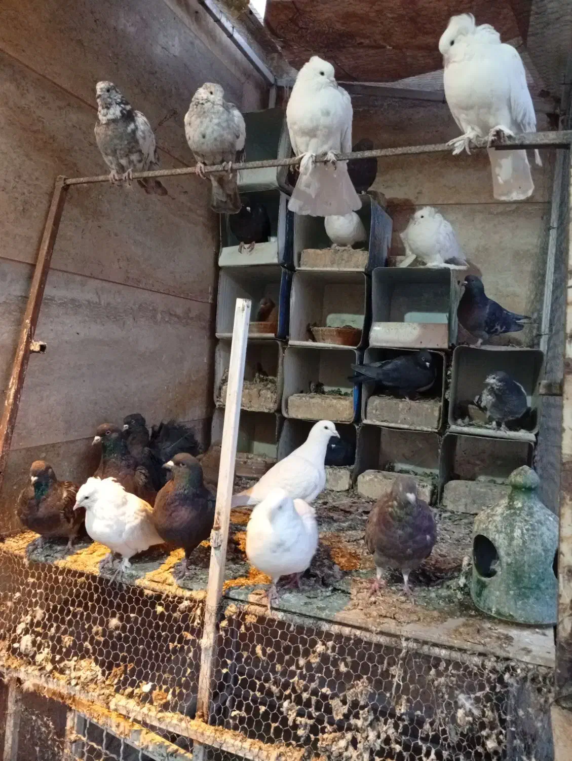 تعدادی  کبوتر و   پنج عدد مرغ و خروس|پرنده|عسگران, |دیوار