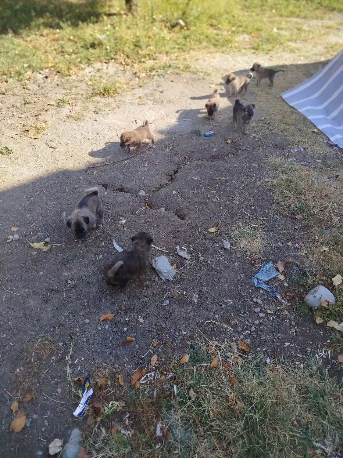 8عدد توله 1ماهه میکس ژرمن و دوبرمن|سگ|نقده, |دیوار