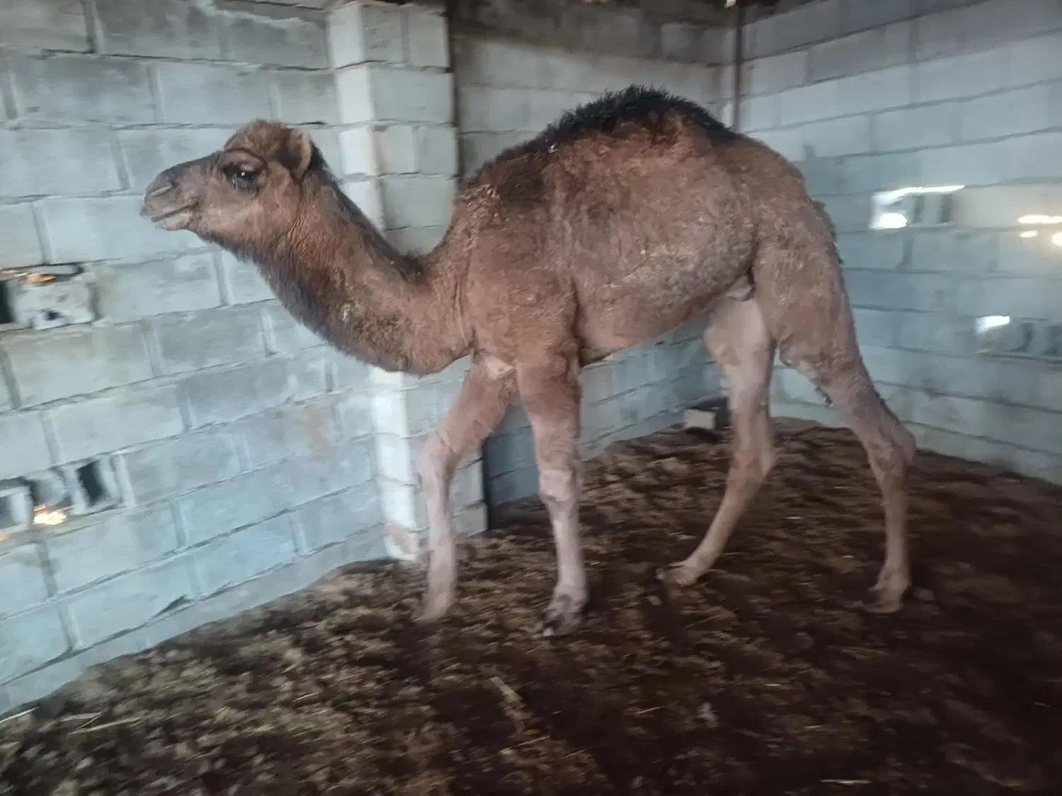 شتر چاق|حیوانات مزرعه|سیمین شهر, |دیوار