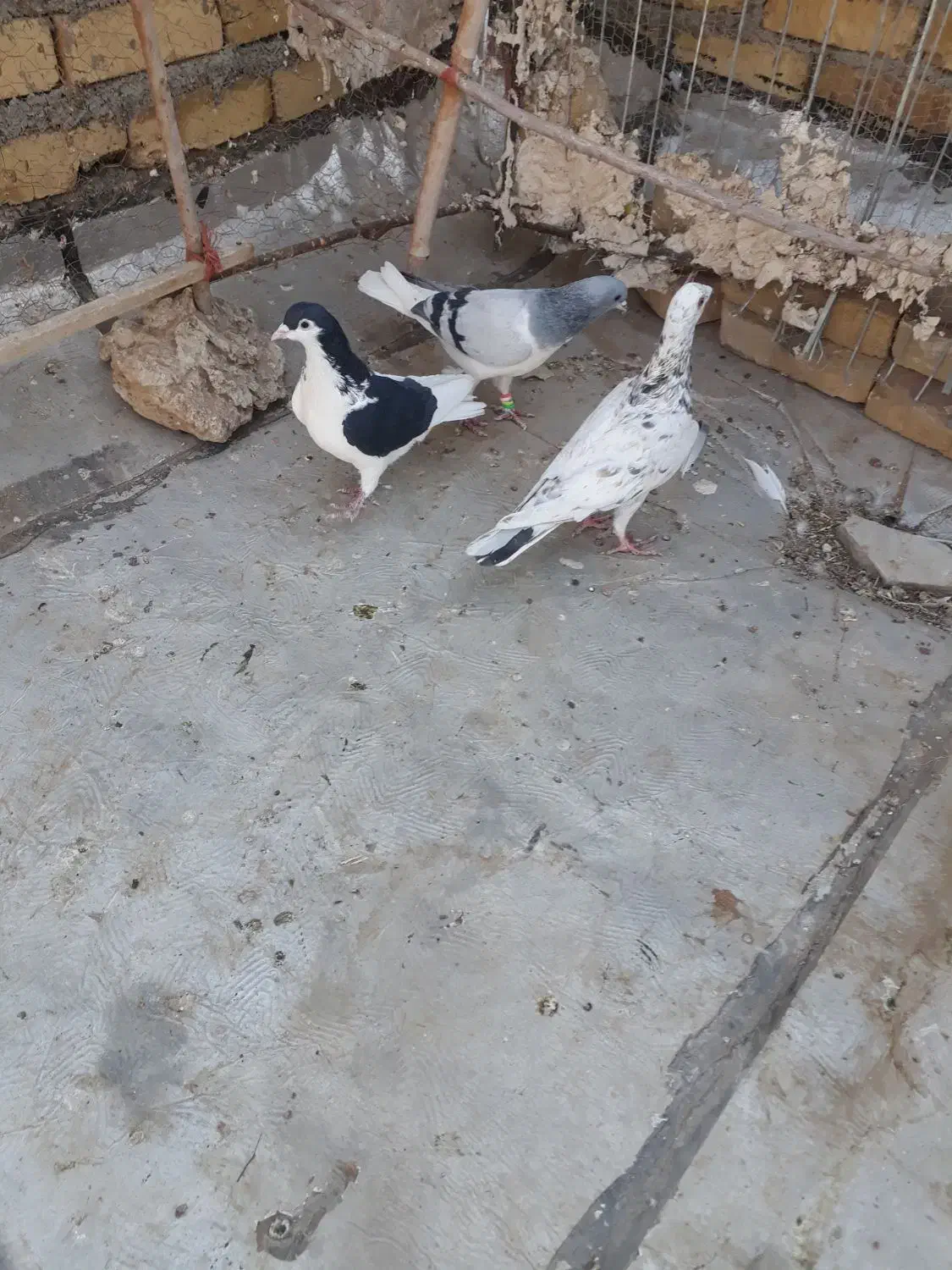 کبوترخوشتیپ|پرنده|تاکستان, |دیوار