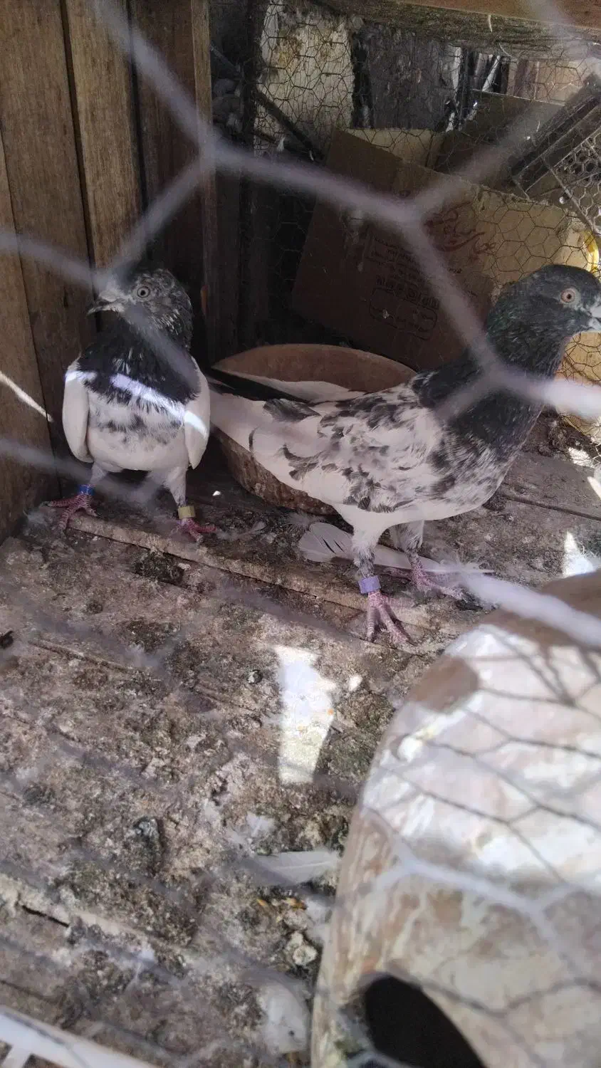 کفترتیدی اصلی|پرنده|قم, الوندیه و گذر صادق|دیوار