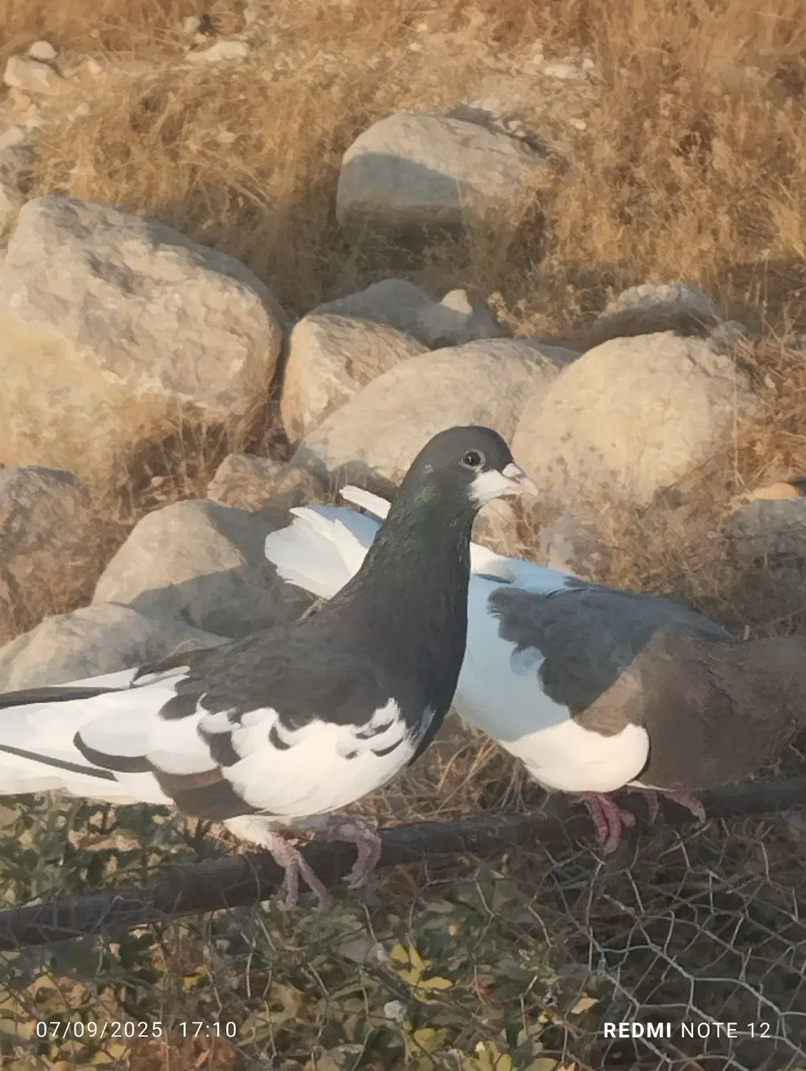 کبوتر|پرنده|شیراز, شهرک بزین|دیوار