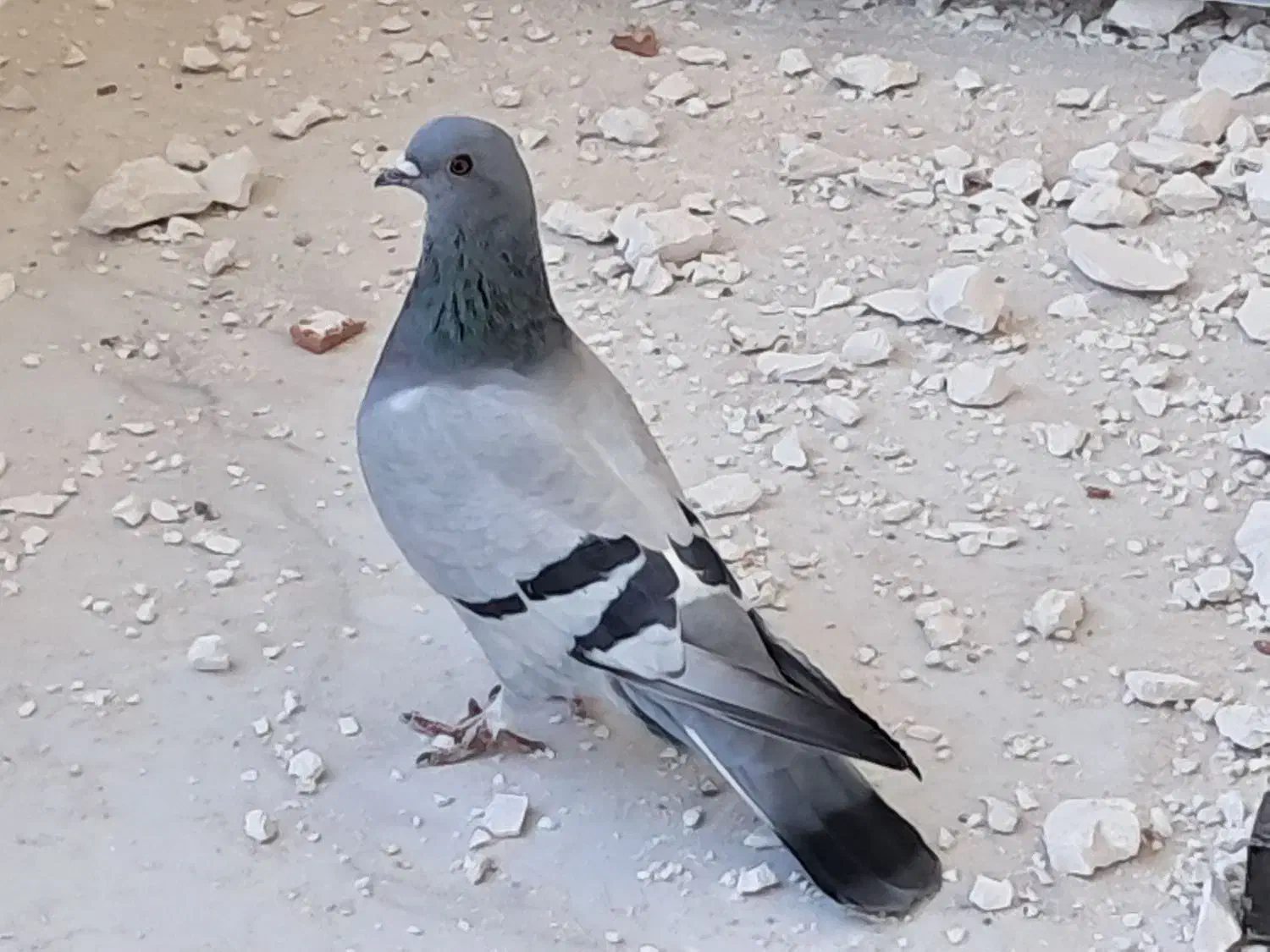 پرنده|پرنده|چرداول, |دیوار