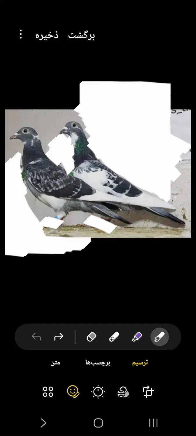 کبوتر پلاکی گم شده|حیوانات|بهبهان, |دیوار