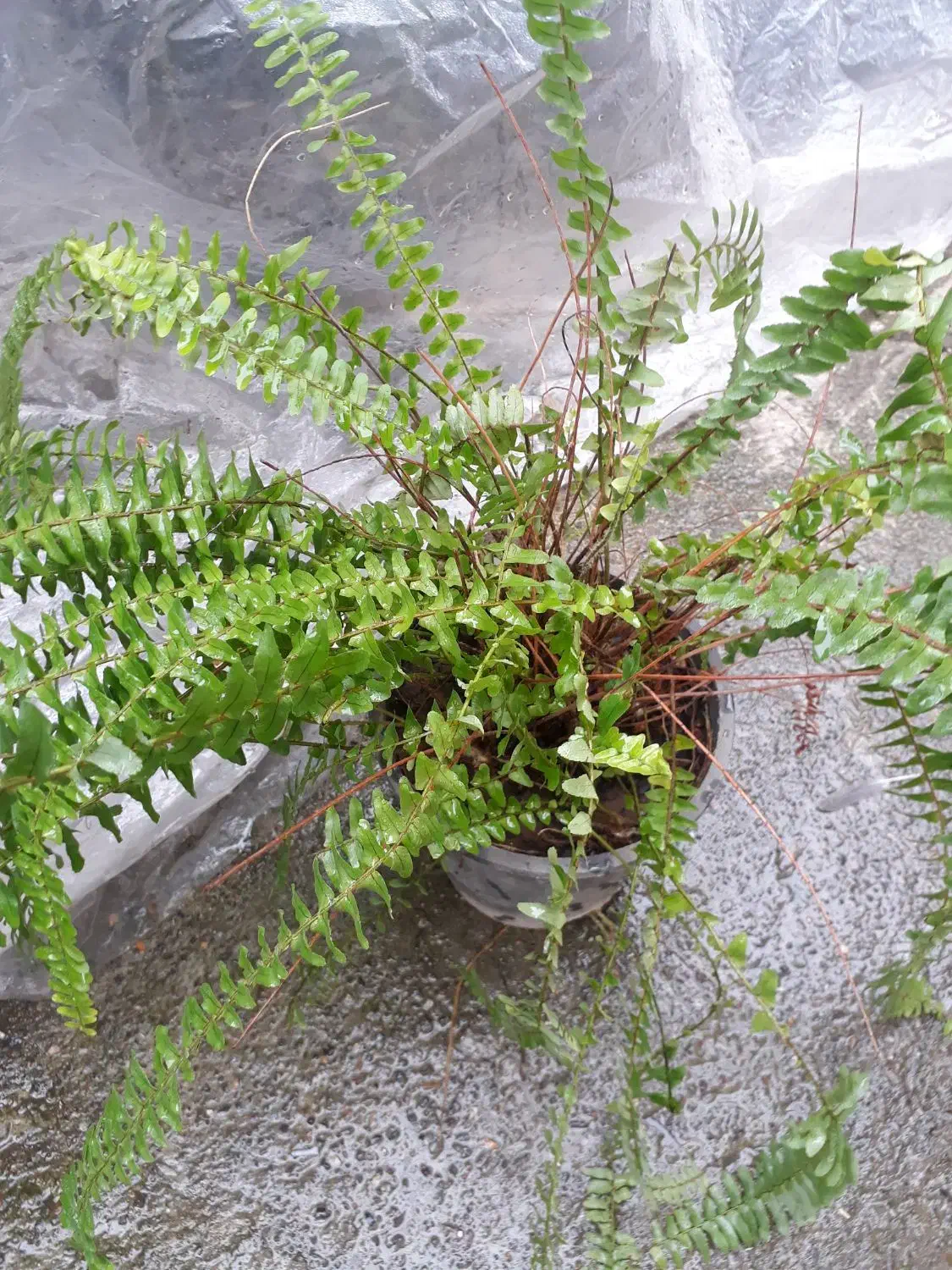 گلهای طبیعی مناسب منزل شما|گل و گیاه طبیعی|رشت, ترمینال|دیوار