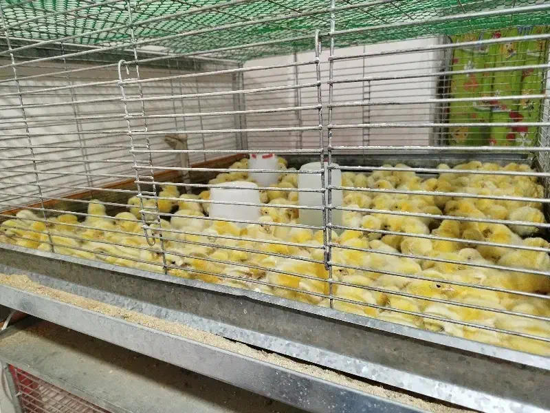 جوجه گوشتی راس 308|حیوانات مزرعه|ورامین, خیر آباد|دیوار