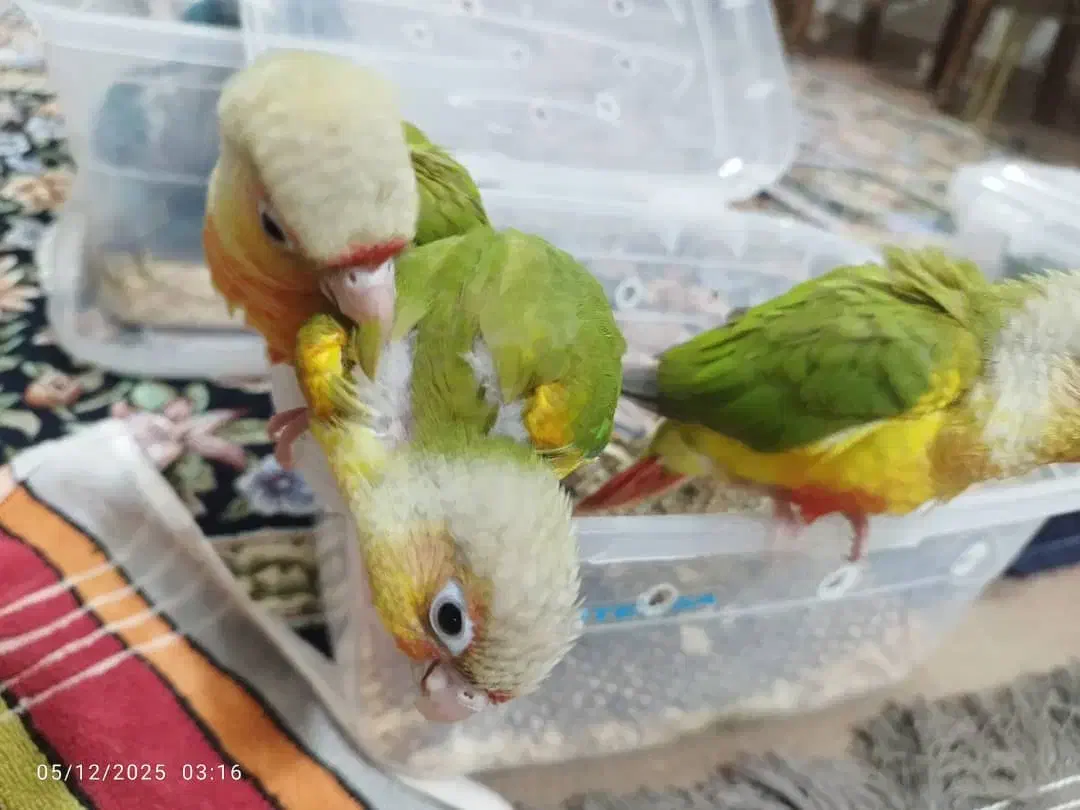 راهب گرینچیک کوتوله برزیلی عروس هلندی|حراج|رشت, لاکان|دیوار