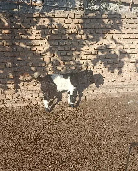 بزغاله ماده ،جنس دار مخصوص داشتی|حیوانات مزرعه|آق قلا, |دیوار