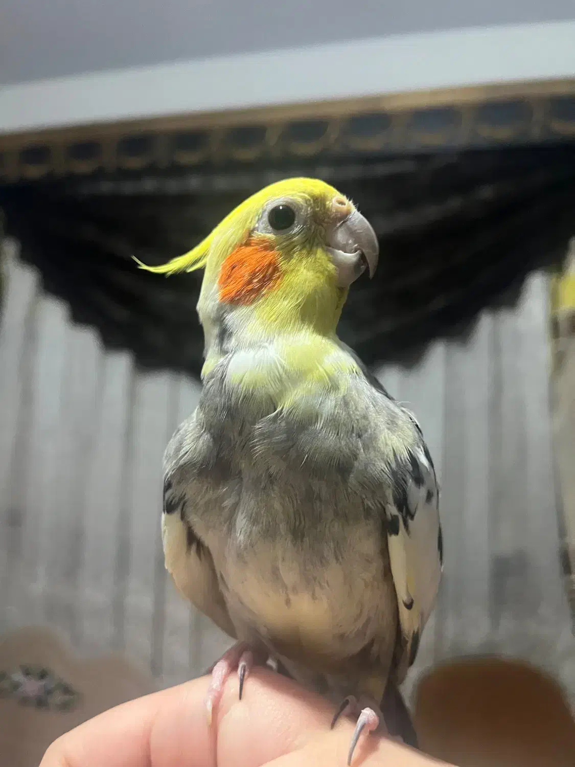 عروس هلندی نر بالغ|پرنده|تهران, جنت‌آباد مرکزی|دیوار