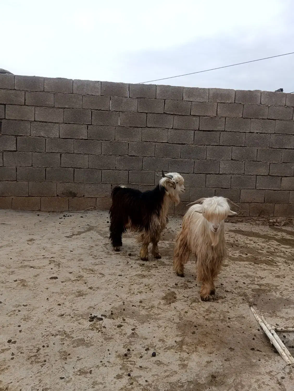 2عددبیگ نر|حیوانات مزرعه|گتوند, |دیوار