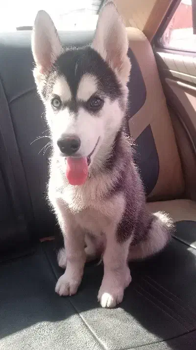 سگ هاسکی|سگ|فولادشهر, C4|دیوار