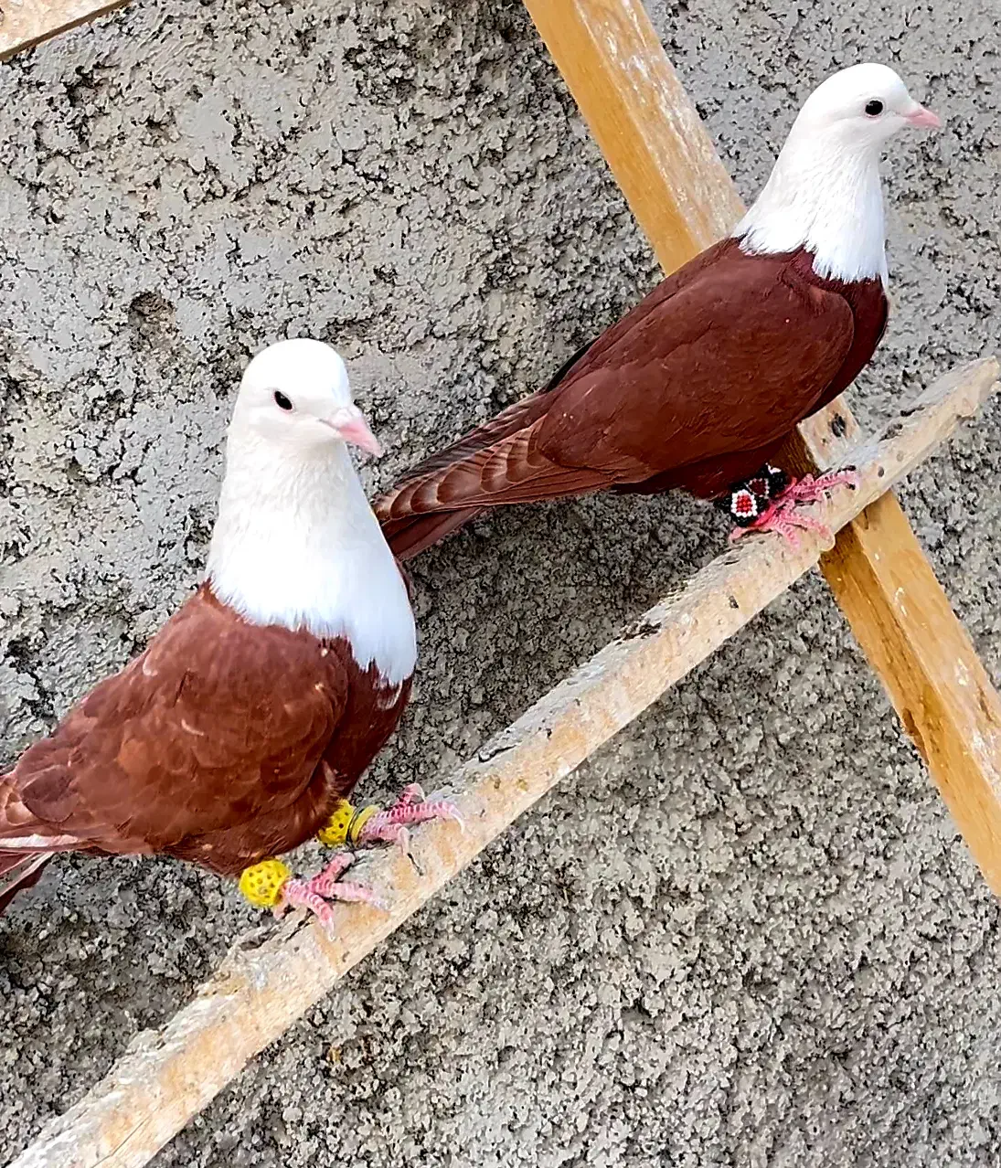 کله سفید مخمل کربلایی کلاغ کربلایی طوقی دمسفید|پرنده|فلاورجان, |دیوار