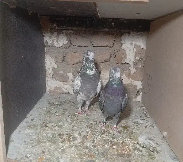 کبوتر پرشی|پرنده|کرج, اسلام‌آباد|دیوار