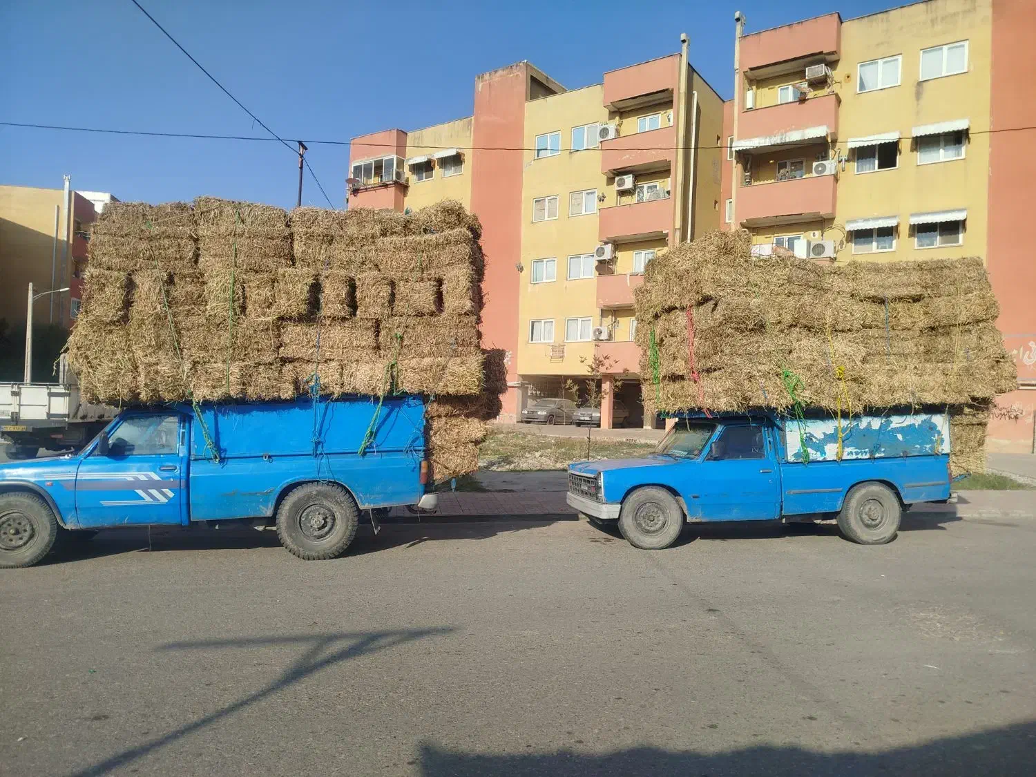 کاه گندم شالی لوبیا|عمده‌فروشی|آزادشهر, |دیوار