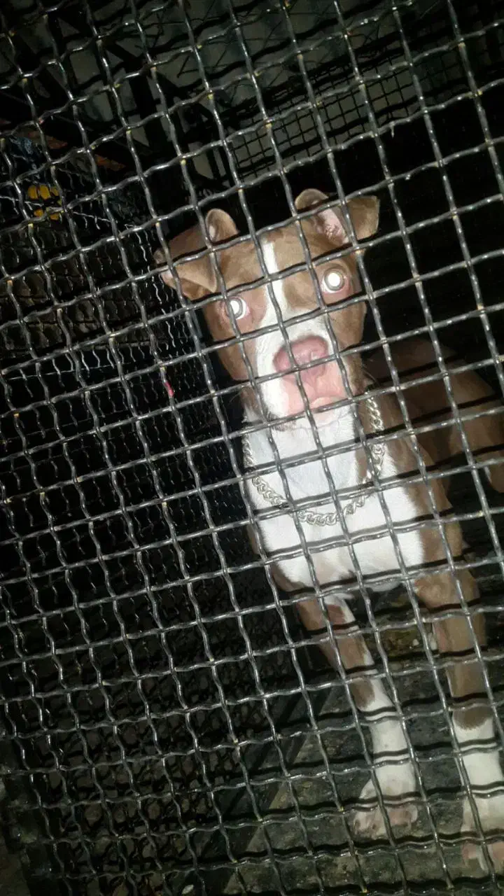 توله پیتبول برای فروش ، الان خیلی بزرگتر هم هست|سگ|زرند, |دیوار