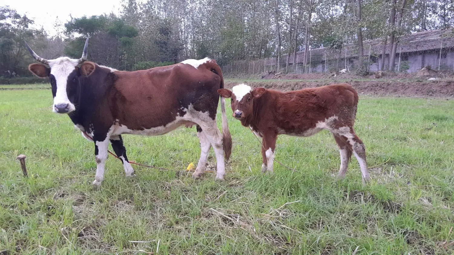 گاو گوساله حامله|حیوانات مزرعه|سنگر, |دیوار