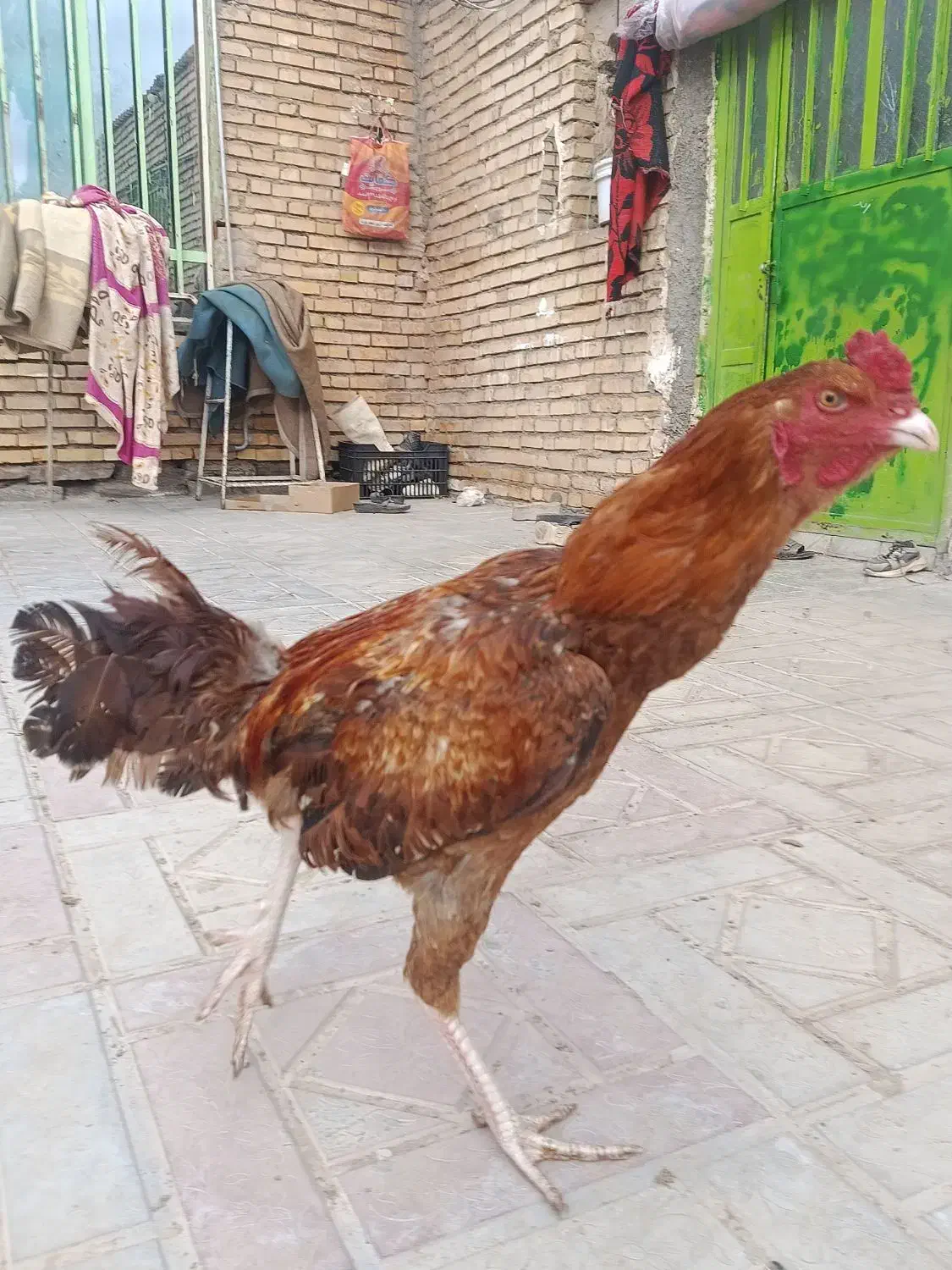 خروس نه ماه|حیوانات مزرعه|تربت جام, معدآباد|دیوار