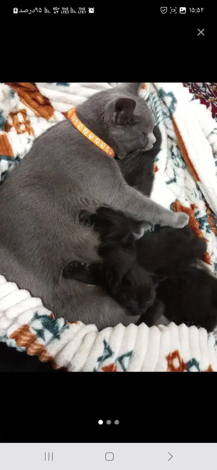 گربه خانگی بسیار باهوش تمیز|گربه|میانه, |دیوار