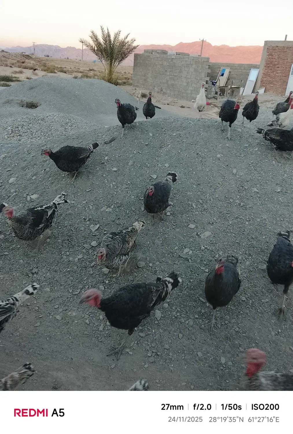 حیوانات مزرعه|حیوانات مزرعه|خاش, |دیوار