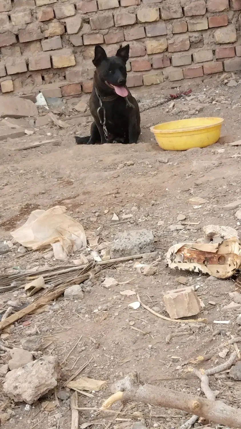 سگ پاکوتاه|سگ|رفسنجان, |دیوار