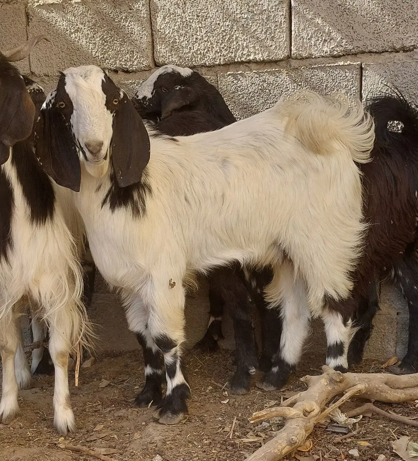 ۲ تروشت فروشی|حیوانات مزرعه|ایرانشهر, |دیوار