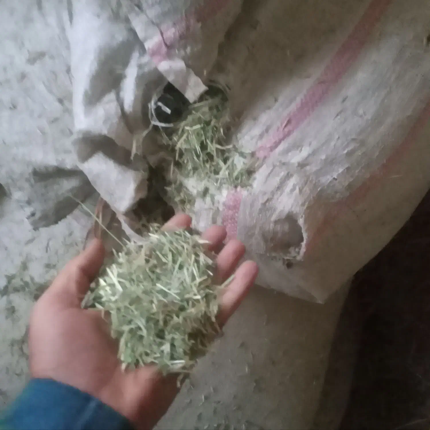 علف چین اول یونجه|لوازم جانبی حیوانات|لاران, |دیوار