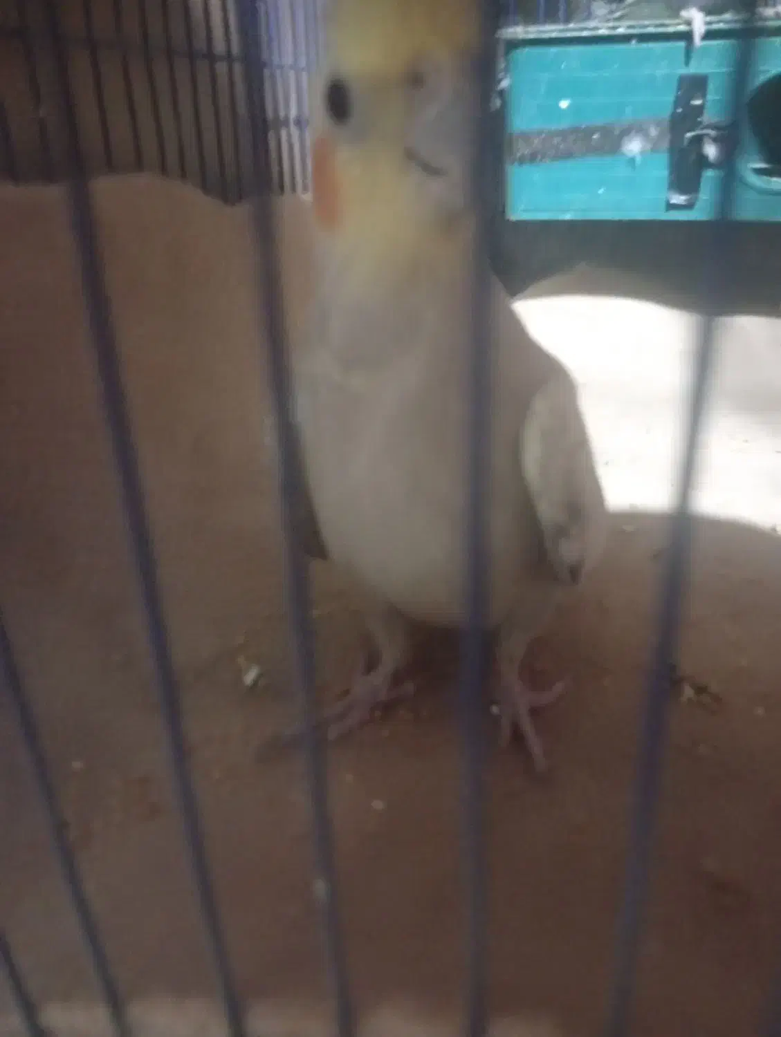 عروس هلندی|پرنده|جیرفت, |دیوار