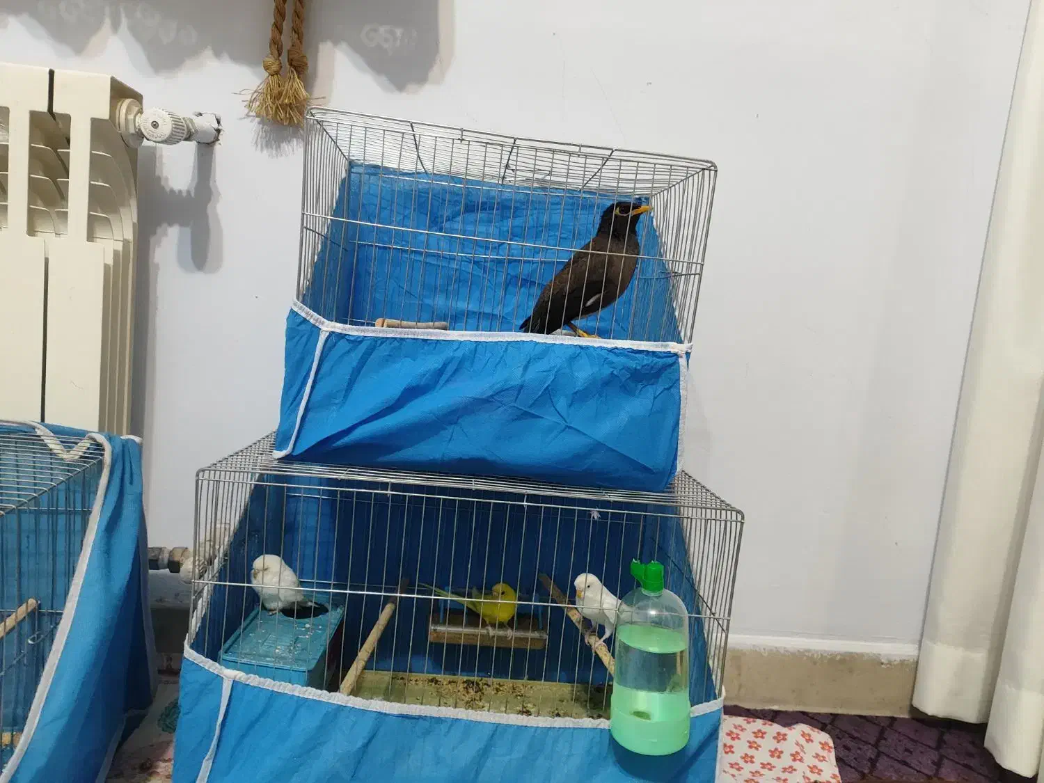 پرند مرغ مینا ومرغ عشق|پرنده|فولادشهر, مسکن مهر فولادشهر|دیوار