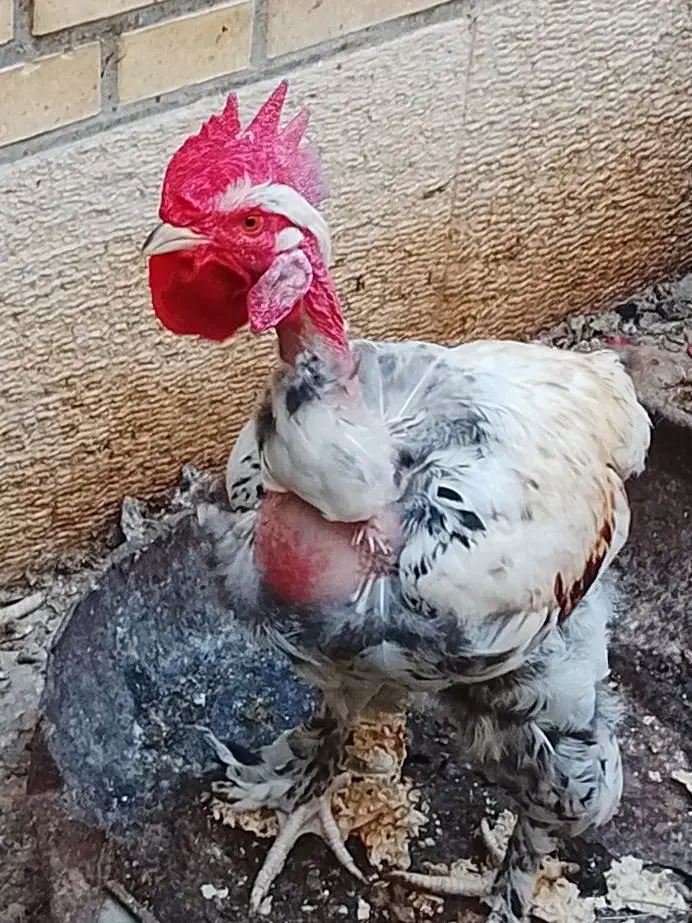 تخم مرغ برهما لاری کوشین ریشی|حیوانات مزرعه|بندر گناوه, |دیوار