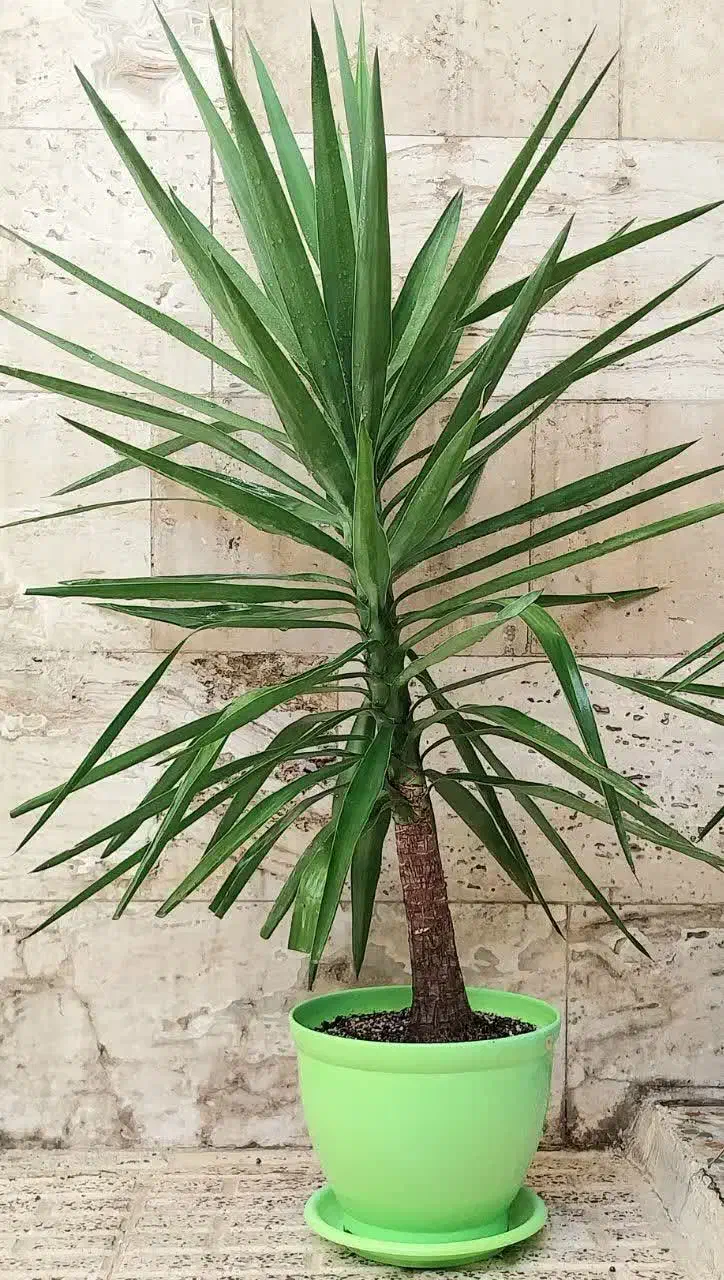 حراج گل و گیاه طبیعی|حراج|اسلام‌شهر, شهرک سعیدیه|دیوار