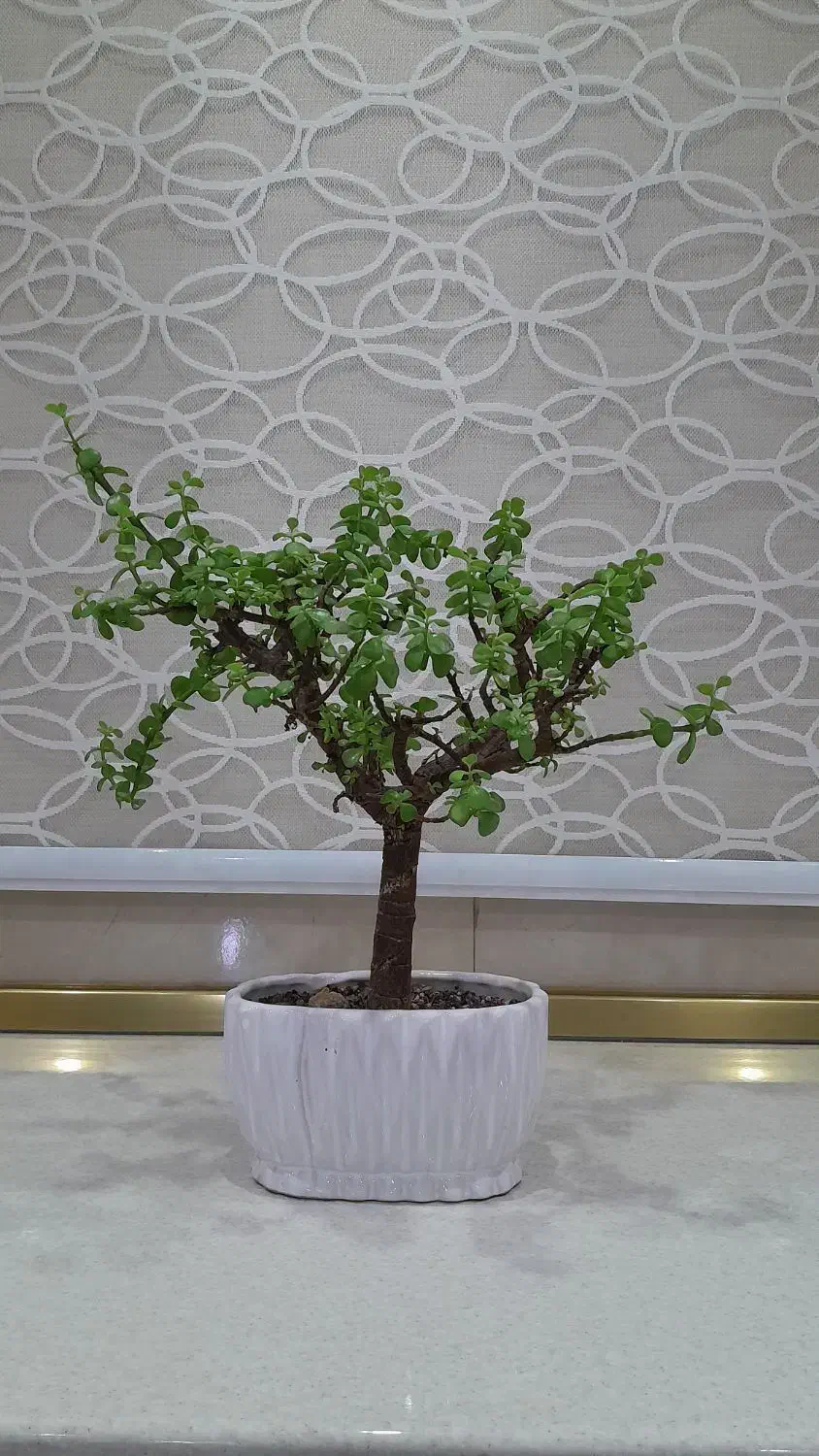 بونسای خرفه ای|گل و گیاه طبیعی|پاکدشت, پاکدشت (مامازند)|دیوار