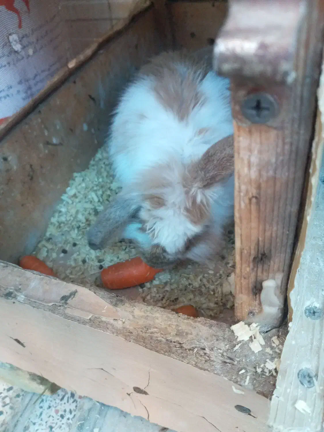 خرگوش لپ|موش و خرگوش|فلاورجان, |دیوار