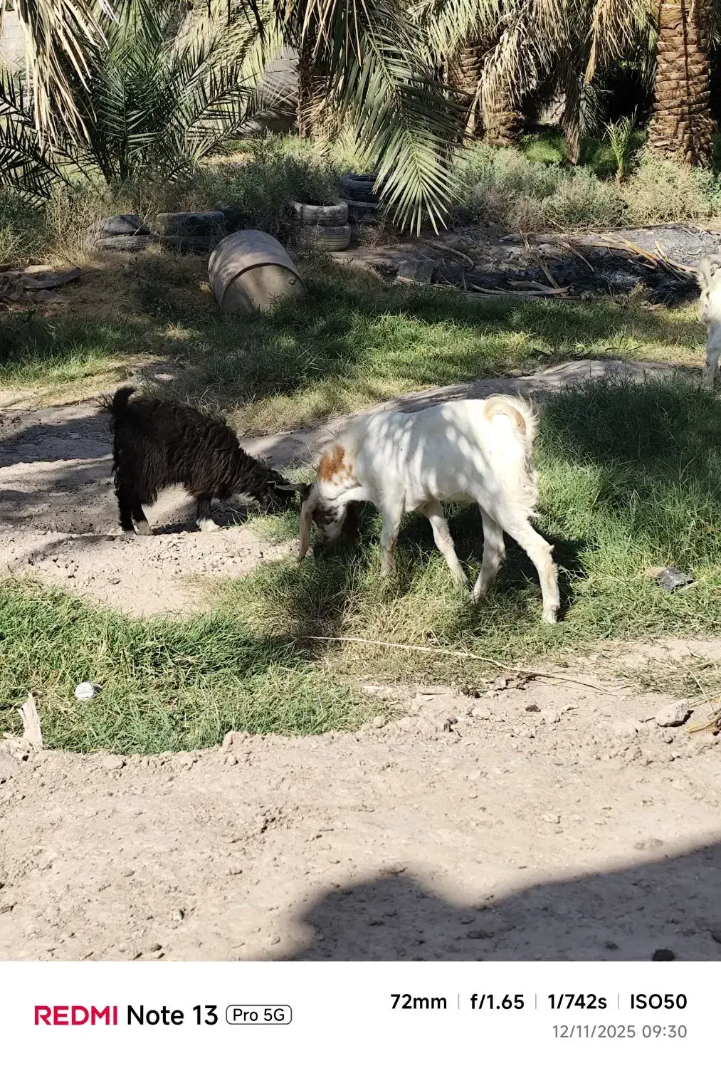 فروش گوسفند|حیوانات مزرعه|نرماشیر, |دیوار