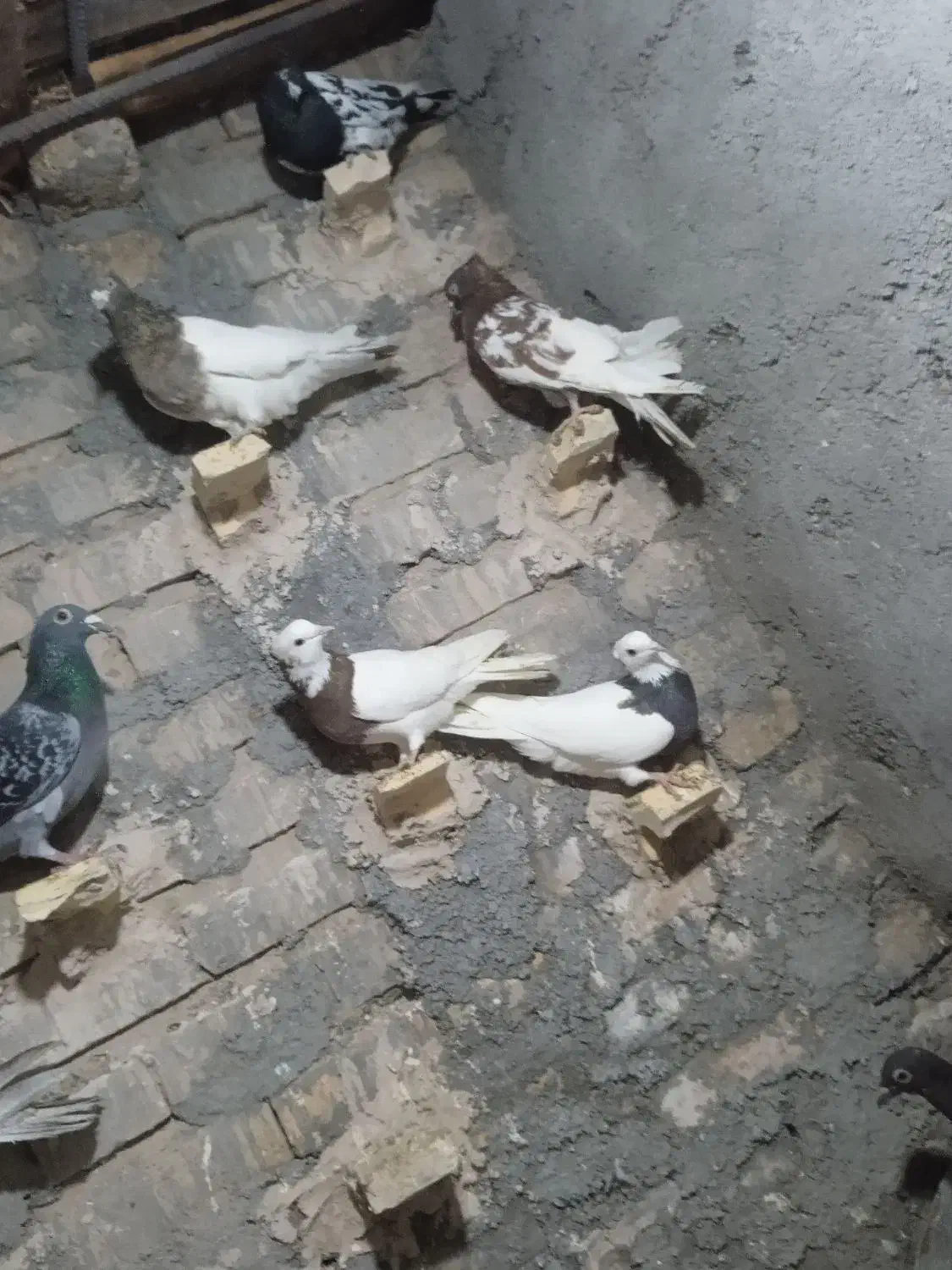 کفتر بوم رنگه المانی جفت گاه پرشی|پرنده|قلندر آباد, |دیوار