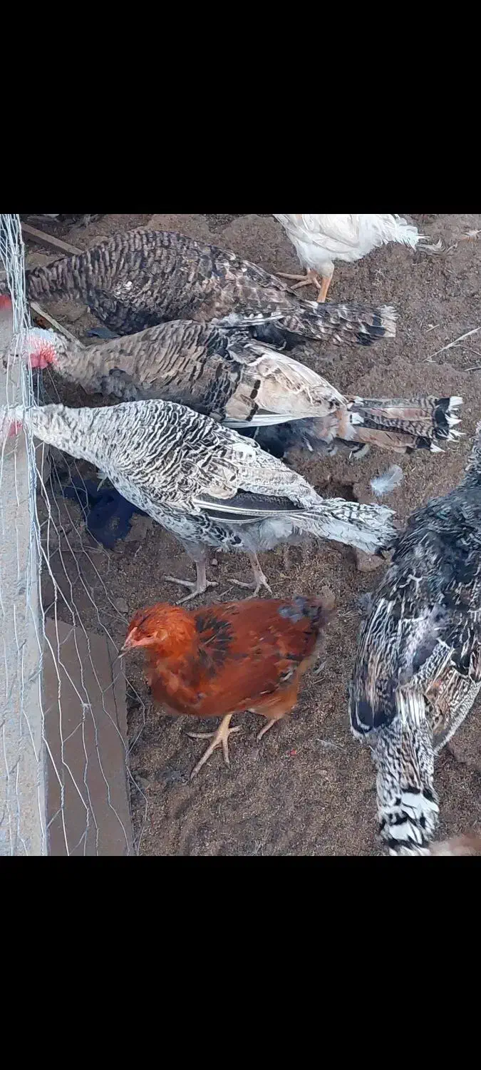 جوجه بوقلمون محلی|حیوانات مزرعه|شهر بابک, |دیوار